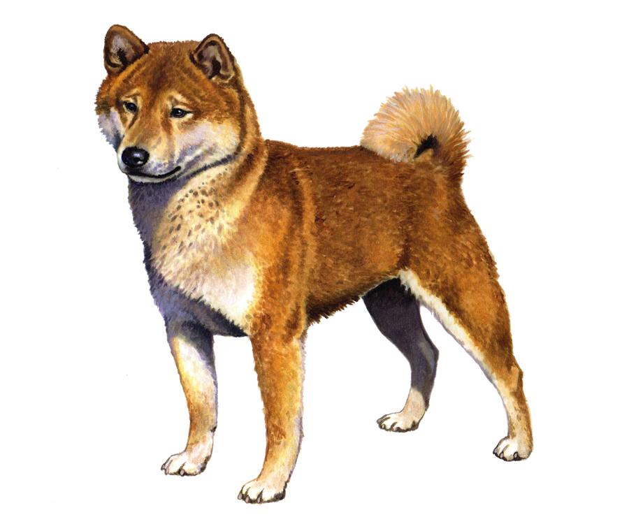 Inu Height: 37-39 cm Weight (Show): Inu 6-12 kg Weight (Pet): 7-13 kg Ears: Muzzle: Tail: Introduced into Britain in 1912,