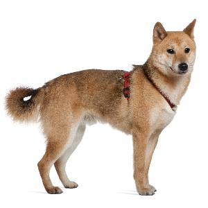 The Inu comes in three colours, which are black and tan, cream, and red (including red sesame).