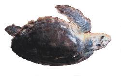 5 feet Green Turtle Can grow to 5 feet Leatherback Can grow to 8 feet HOW FAST CAN A SEA TURTLE SWIM?