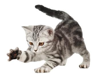 BEHAVIOUR & TRAINING Handling your kitten It is important to start regular grooming as early as possible, particularly with long-haired cats.