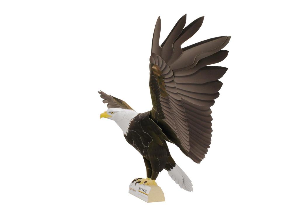 View of complete model Bald eagle (Haliaeetus leucocephalus) The bald eagle is one of the larger types of eagle, its body measuring between 76 and 92cm, and its wingspan can reach