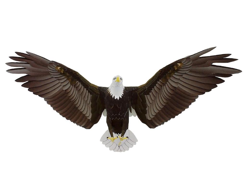 The bald eagle is also the national bird of the United States of America. This, along with its striking appearance, makes it a very well-known bird in the United States.