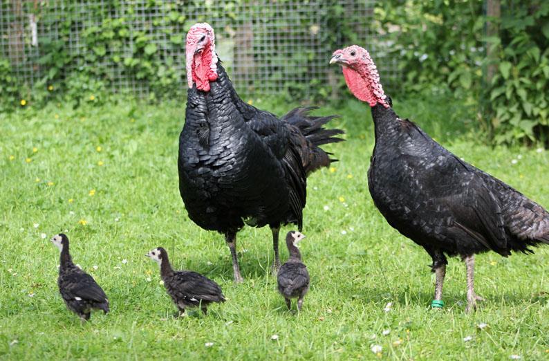 FRENCH BLACK TURKEYS ~ IN PARTICULAR THE GERS TURKEY ~ By: Dirk de Jong (NL) I would like to introduce to you a very old and rare turkey breed, the Gers Turkey.