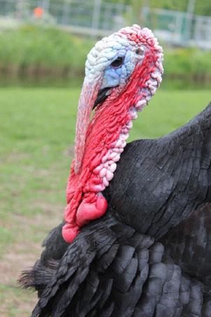 Why did the black turkey become so popular in France? Off course, for its tasty meat; turkeys were for dinner.