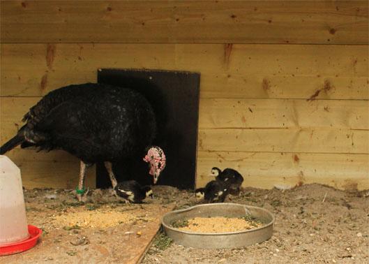 Rearing Once the poults are hatched, the rearing will cause only few to no problems,