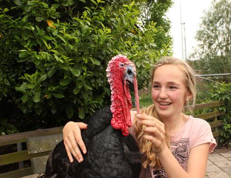 Right: This is Lopke van Vliet and she is not afraid of the turkey tom. She often visits the Gers turkeys here in the Children s Zoo.