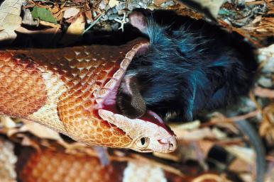 What Do Reptiles Eat When They Get Hungry? Reptiles eat a large variety of foods.