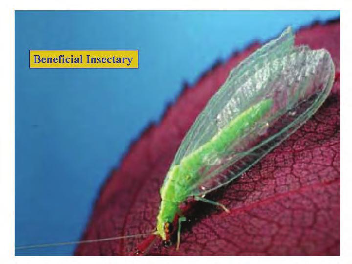 Lacewing larvae will molt within the first day or two because they are growing so quickly.