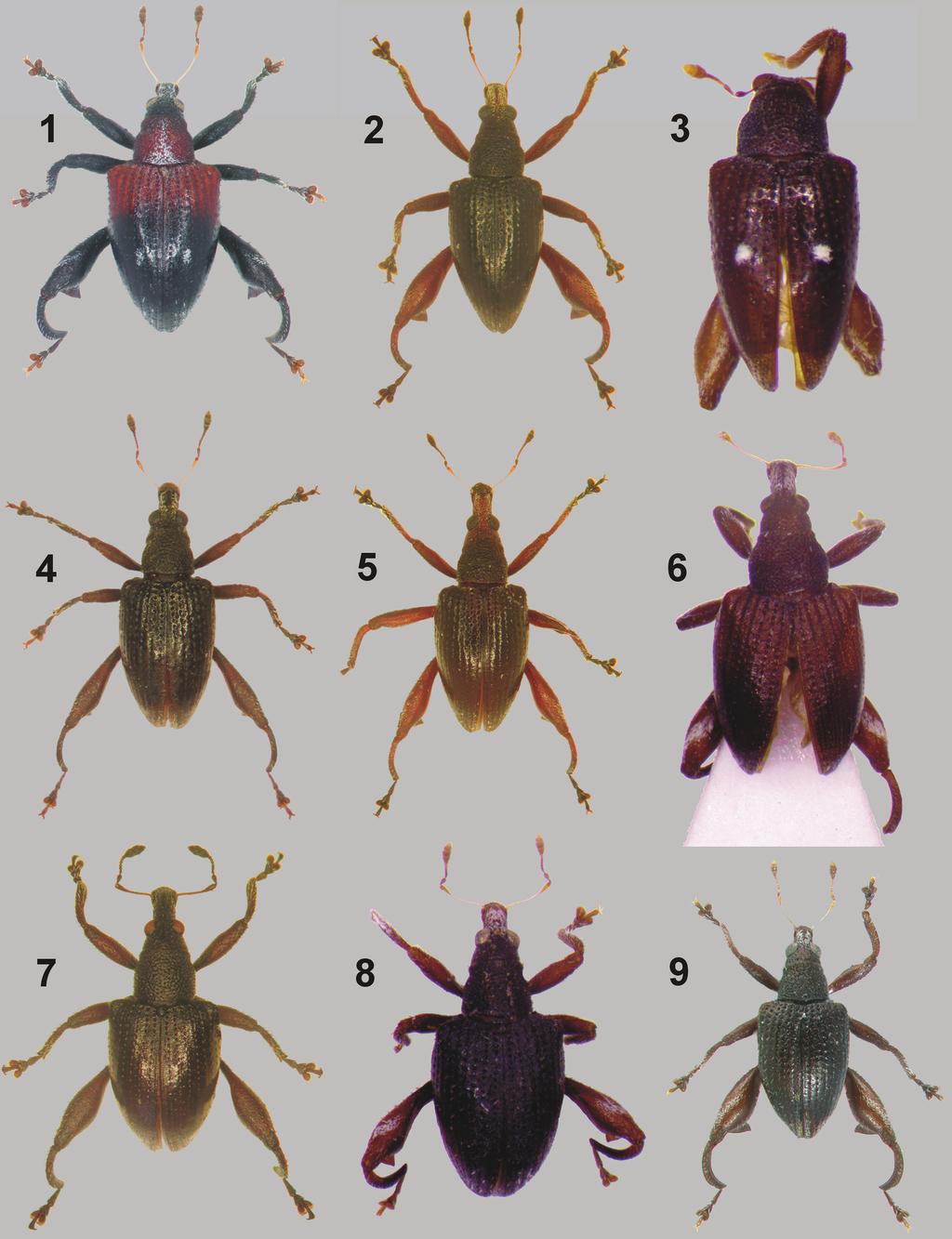 A new genus and nine new species of Eugnomini (Coleoptera, Curculionidae)... 93 Figures 1 9. Dorsal habitus colour photographs of New Caledonian species from the genus Rasilinus gen. n. 1 Rasilinus bicolor sp.