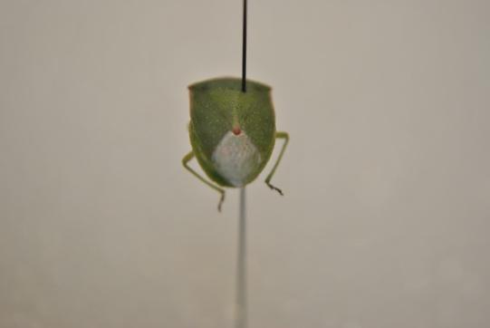 Photo Credit: Amanda McCreless Photo Credit: Amanda McCreless b. No. Homoptera (Ex: leafhoppers, cicada, thornbugs) 29.