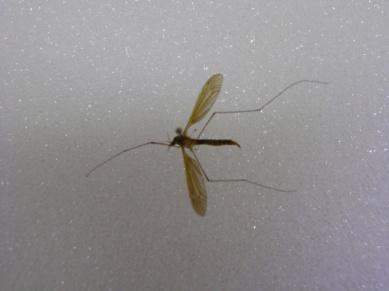 . Diptera (Ex: flies, mosquitoes) Photo