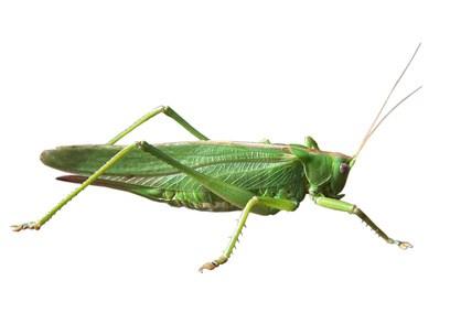 You can use a grasshopper s chirps to determine the temperature outside by counting the number of chirps in 15 seconds and adding 39 to it.