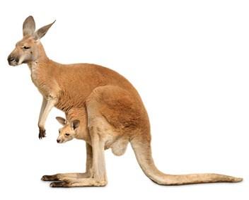 All baby kangaroos, boys and girls, are called Joeys. Ostrich only have two toes.