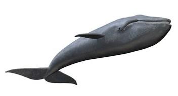 They can be found worldwide, in shallow seas. They are carnivores, and mostly eat fish and squid. Dolphin are usually gray in color.