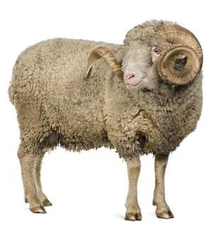 Their horns are hollow and grow the fastest in the first three years of a ram s life.