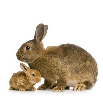 A rabbits teeth never stop growing. A group of rabbits is called a herd. There are about 3,000 species of lizards.