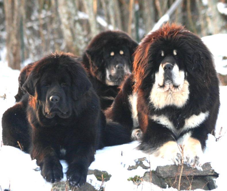 [Three bitches] Although the Tibetan Mastiff is not a "head" breed, at the same time, the head, and most particularly the expression, is of utmost importance.