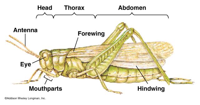 Common Features of insects 18.