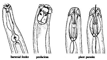 Nematode Diets and Mouths