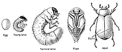 Complete Metamorphosis larval stages