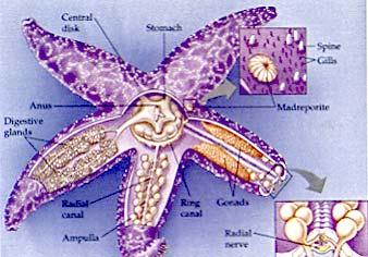 Starfish Anatomy Campbell Fig. 18.