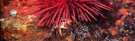 14C sea urchin