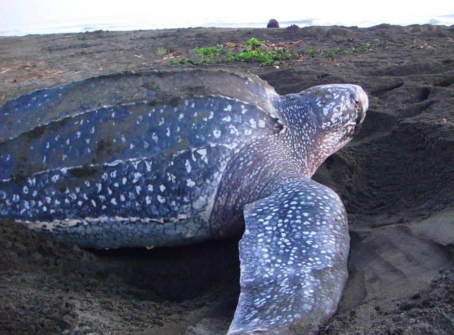 PACUARE PROGRAM Our Pacuare Program focuses mainly in nesting activities of the Leatherback Sea Turtles (Dermochelys coriacea).