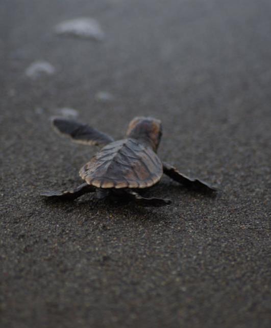 We estimate that we rescued thousands of baby turtles and made possible for them to reach the ocean, and there are many more Green baby turtles left to release!
