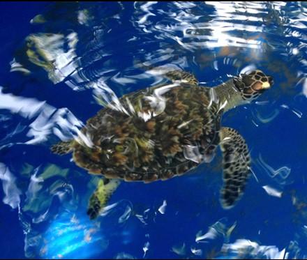 our environment and the Sea Turtles with illustrative presentations and a short theatre