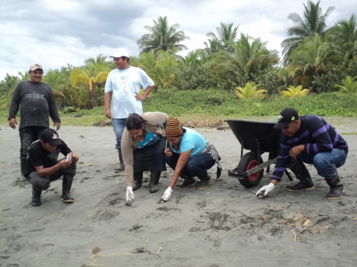 Around 1400 Leatherback and approximately 40 Green nests have been recorded along the 18 km long beach!