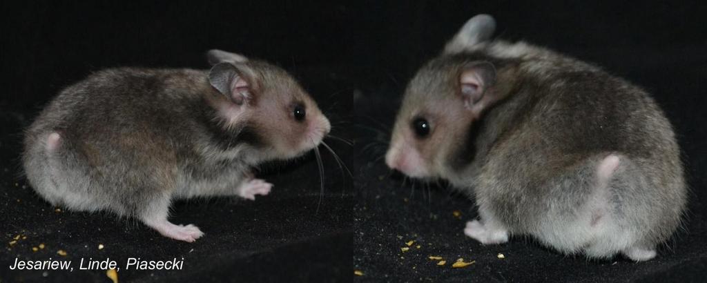 By Marta Jesariew (Podrik Hamstery, Poland), Christina Linde (Lindes Hamsteri, Denmark) and Tomasz Piasecki (Doctor of Veterinary Medicine, Poland) Our last observations clearly show that among