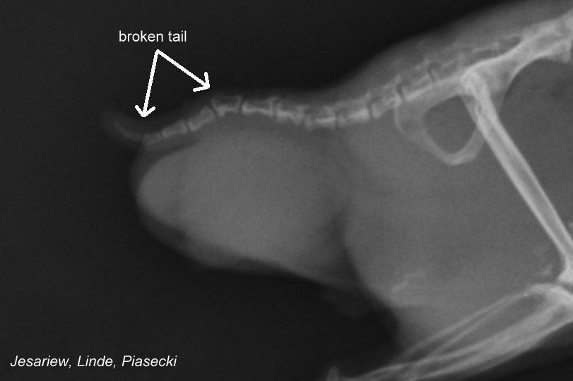 6 First case is a hamster which tail was broken two times (Fig. 6).