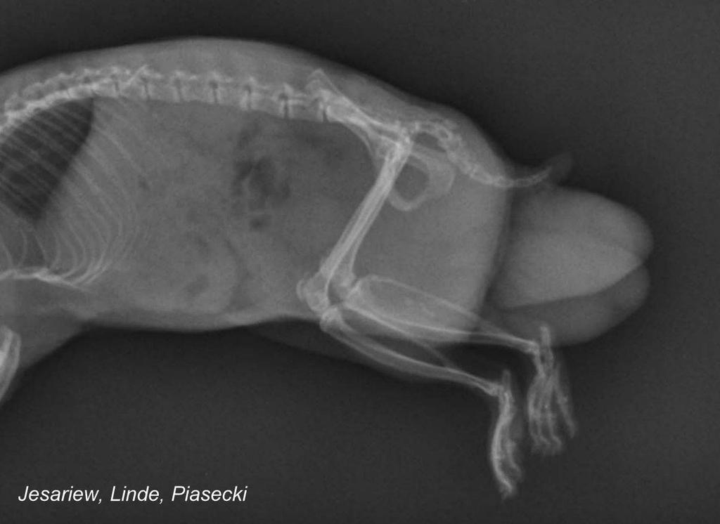 9 Fig. 10. X-ray of kinked-tailed hamster (dgdg) from previous picture (Fig.