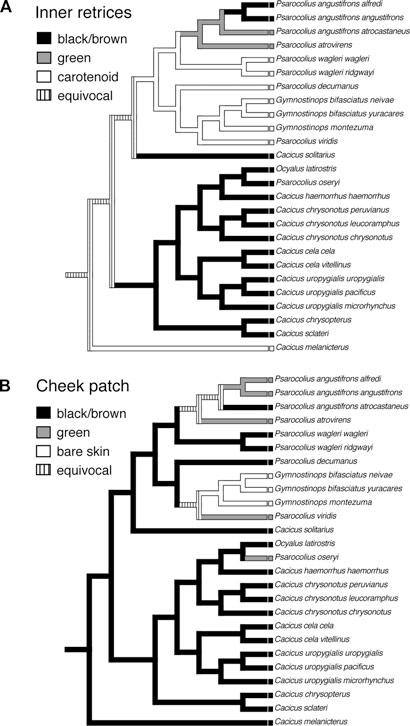 PLUMAGE EVOLUTION IN OROPENDOLAS AND CACIQUES Figure 2. Ancestral reconstructions of two plumage characters with typical patterns of variation among taxa.