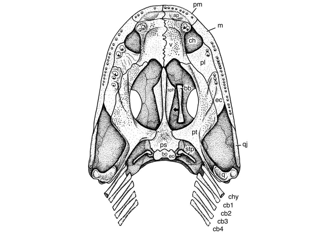 44 annals of carnegie museum vol. 81 Fig. 11. Reconstruction of skull and visceral skeleton of Glaukerpeton avinoffi, CMNH 11025, in ventral view.