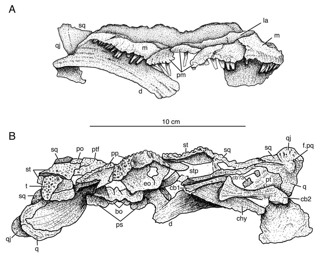 2012 WeRnebuRg and berman late PennSylvanian eryopid Glaukerpeton 45 Fig. 12. Skull of Glaukerpeton avinoffi, referred specimen CMNH 11025. A, anterior; and B, posterior views.