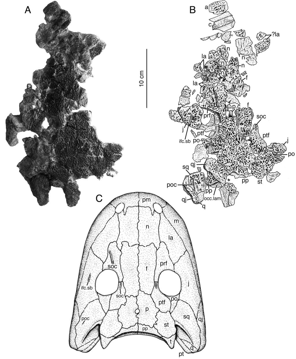 2012 WeRnebuRg and berman late PennSylvanian eryopid Glaukerpeton 35 Fig. 1. Holotype of Glaukerpeton avinoffi, Romer, CM 8539.