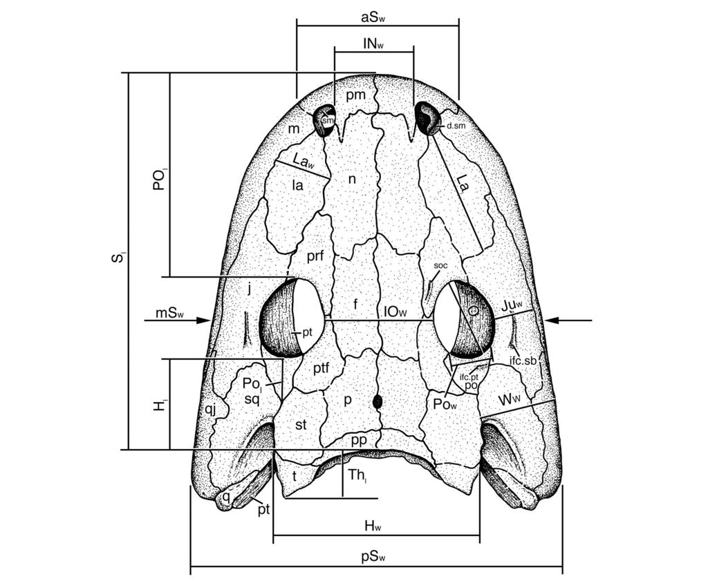 2012 WeRnebuRg and berman late PennSylvanian eryopid Glaukerpeton 39 Fig. 5. Diagram of generalized eryopid skull roof illustrating key to positions and abbreviations of measurements used in text.