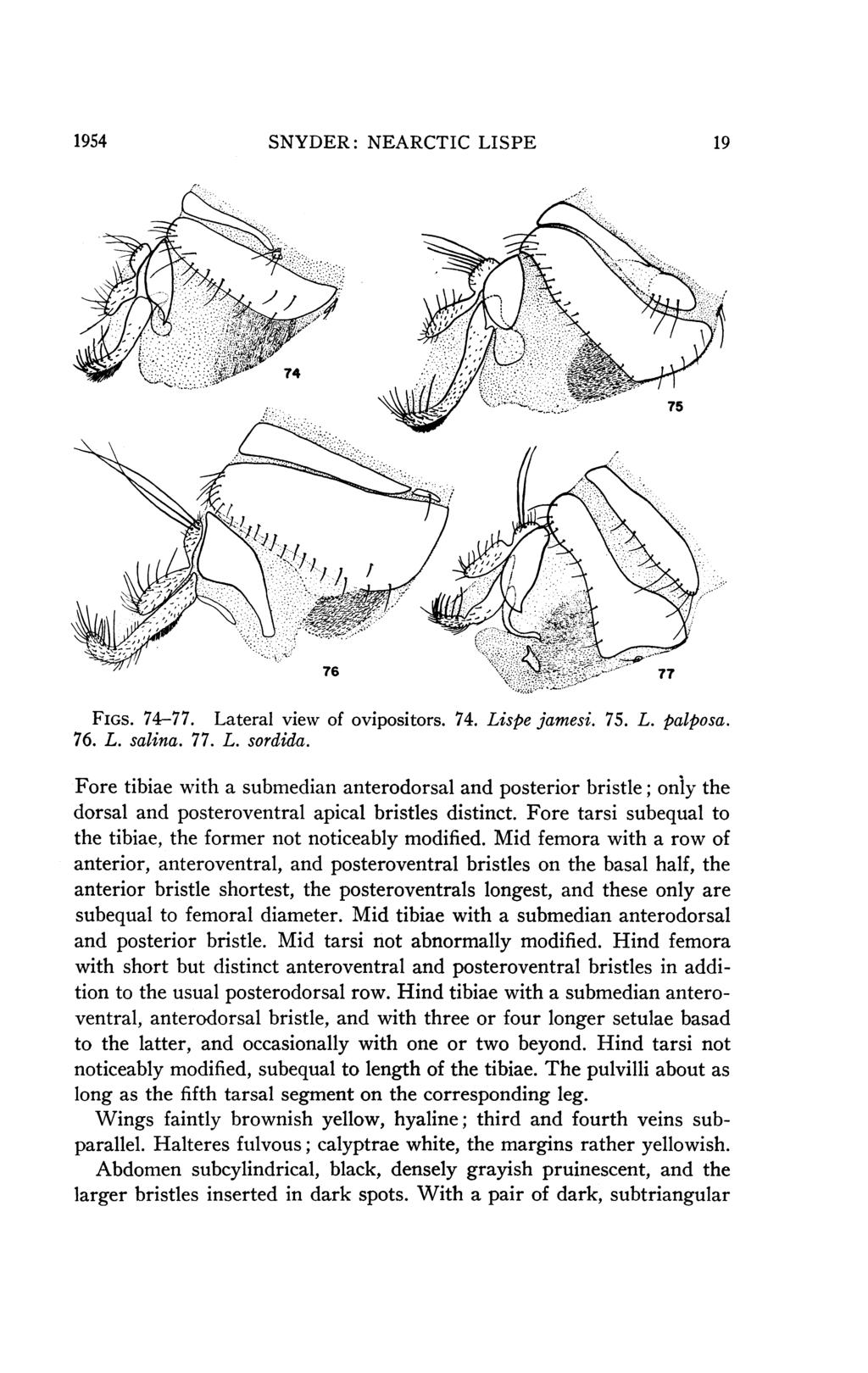 1954 SNYDER: NEARCTIC LISPE 19 il--::.. 7N 76 77 FIGS. 74-77. Lateral view of ovipositors. 74. Lispe jamesi. 75. L. palposa. 76. L. salina. 77. L. sordida.