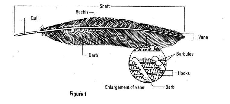 Part B: Examining Feathers 1. Obtain feathers from your teacher. Examine the contour feather. Use Figure 1 to locate the different parts of the feather.