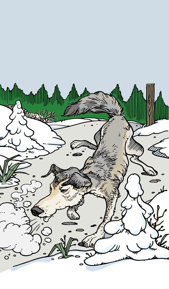 Wolf s Story Written by Ned Jensen Illustrated by Joel Snyder Visit