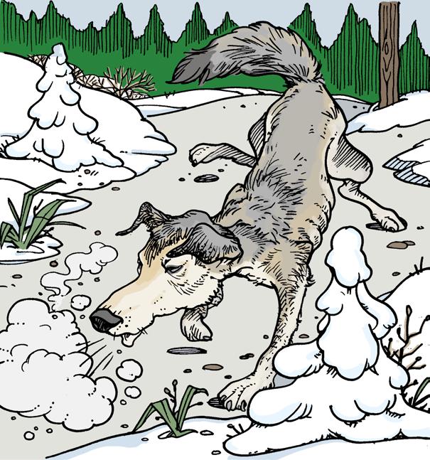 The sickly wolf left the forest in search of food and shelter. He sniffled and sneezed as he traveled down the road. Achoo!