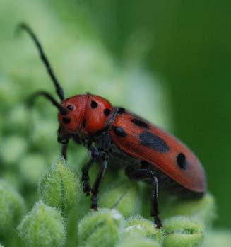 ) Ladybug Aphid