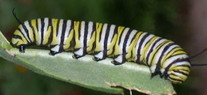Do Caterpillars have 3 body parts too? Yes!