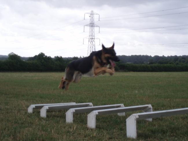What are Working Trials? Working Trials tests were originally based on police dog work and date back to 1924, with the first event held by ASPADS (Associated Sheep, Police and Army Dog Society).