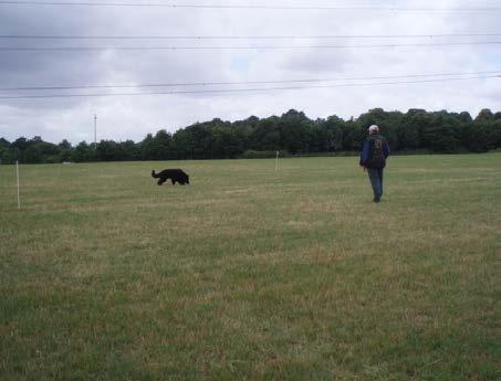 Kazak working the 25 yard search square. Handlers are not permitted in the square. In UD and above there are 4 articles of which a minimum of 2 must be recovered to qualify.