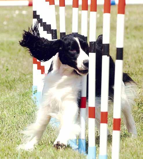 TCOTC agility trial committee members are needed! The TCOTC Agility Trial Committee is looking for AKC agility trial volunteers for February and March 2014 and beyond!