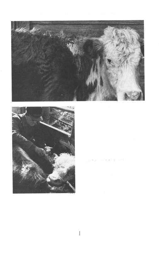 Murray Lemmon. USDA herd and early recognition is necessary to allow successful therapy.