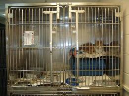 Double-sided cages for cats In the