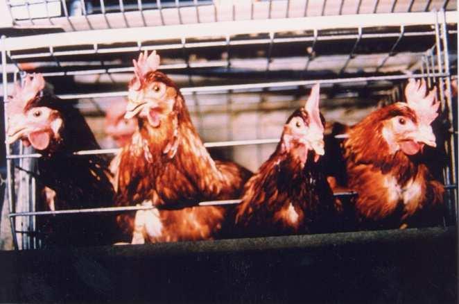 How should we treat farm animals? Egg production worksheet Do you agree or disagree with these systems of egg production. Are some better than others?